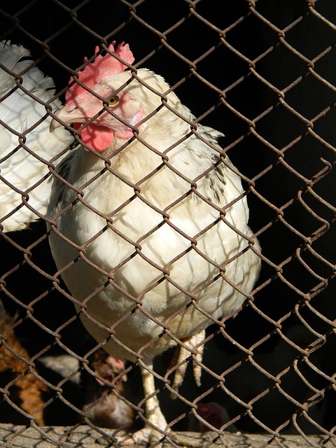 伊涅斯塔的 伊涅斯塔的